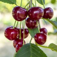 Саджанець Вишня Ерді Ботермо